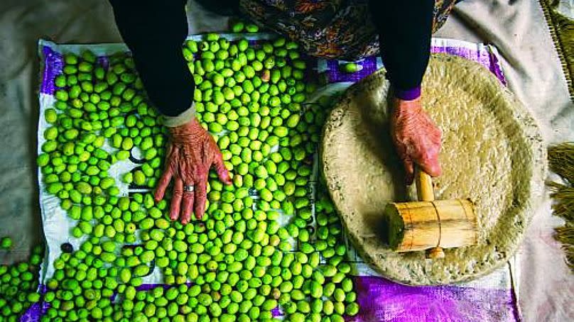 Olive cultivation