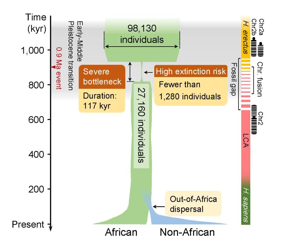<em>The African hominin fossil gap and the estimated time period of chromosome fusion is shown on the right. CREDIT: Science.</em>
