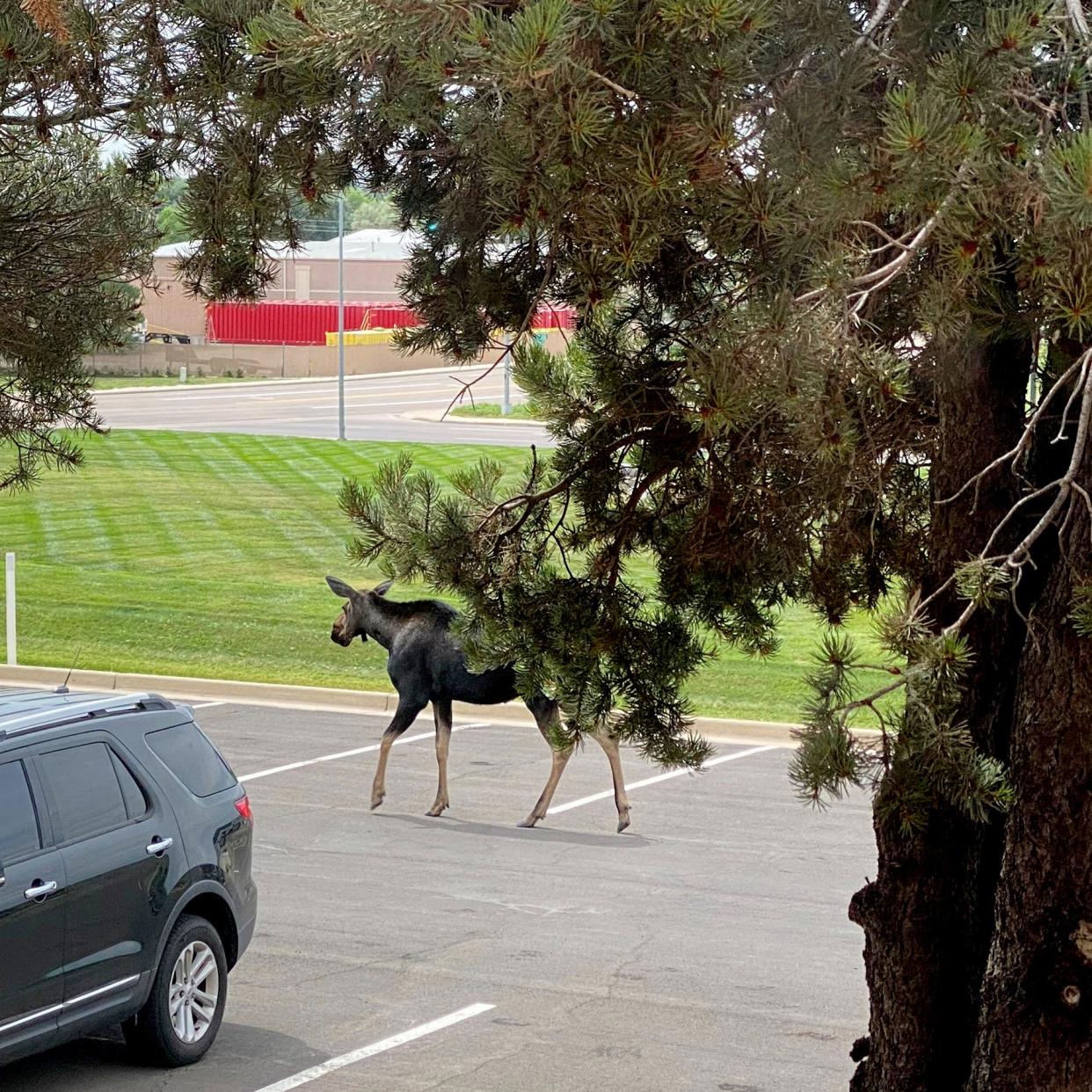 A cow moose is seen walking through the parking lot of the Weld County administration building in east Greeley, Colo., on Wednesday, July 19, 2023.