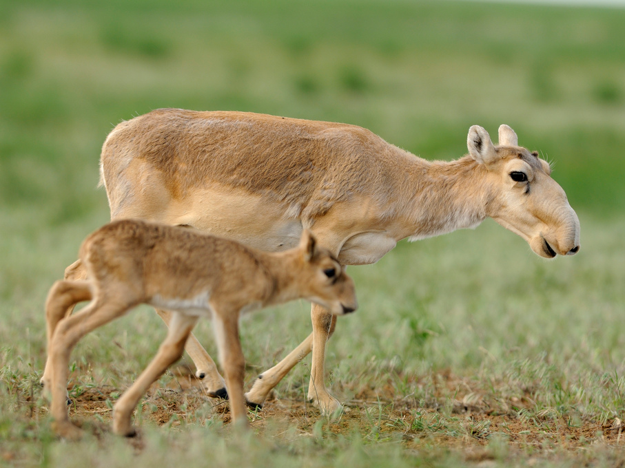 saiga