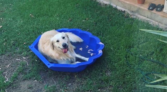 Pets resorted to lying in pools of water to avoid the heat. Source: Instagram/ watsonthegolden