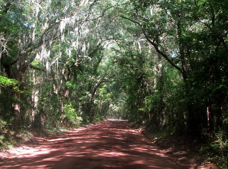 A dirt road leads to the Angel Oak on Johns Island near Charleston, S.C., Friday, Sept. 20, 2013. The tree, a landmark in the South Carolina Lowcountry, is thought to be as many as 500 years old. The Lowcountry Open Land Trust is spearheading an effort to protect 17 acres around the small park where the tree stands to provide protection from development. Part of the parcel that would be protected is on the right hand side of the road. (AP Photo/Bruce Smith)