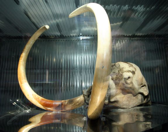 A frozen mammoth discovered in the permafrost zone in Siberia is displayed in Nagakute, Japan.