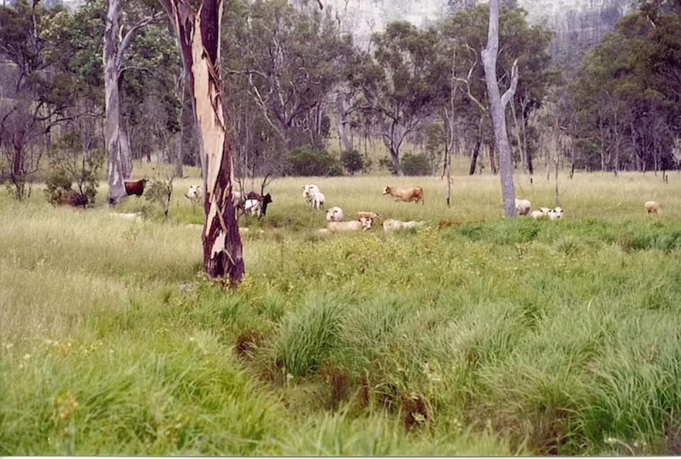 Grassy eucalypt woodlands used for cattle farming in subtropical Queensland. Tara Martin, <a href="http://creativecommons.org/licenses/by/4.0/" rel="nofollow noopener" target="_blank" data-ylk="slk:CC BY;elm:context_link;itc:0;sec:content-canvas" class="link ">CC BY</a>
