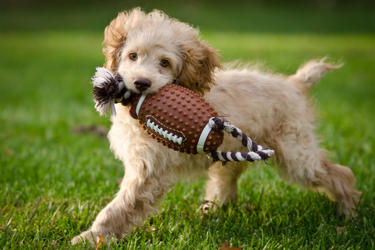 Dog with toy football