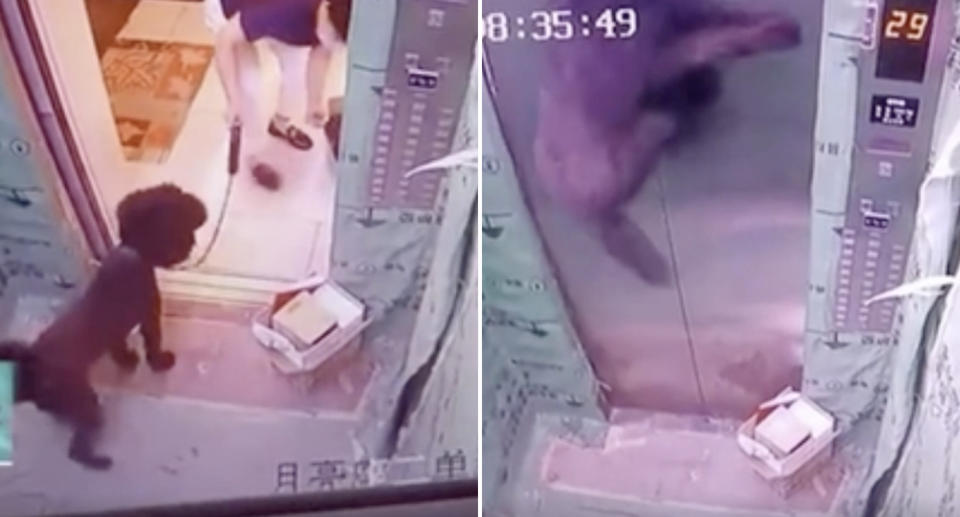 A dog, stuck in a Handan elevator shaft in China, gets pulled on its lead as the elevator moves.