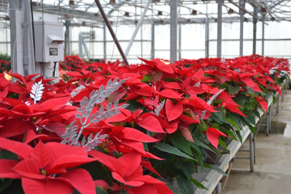 Poinsettias are popular holiday plants that are native to Mexico. With the right care, you can get them to rebloom.