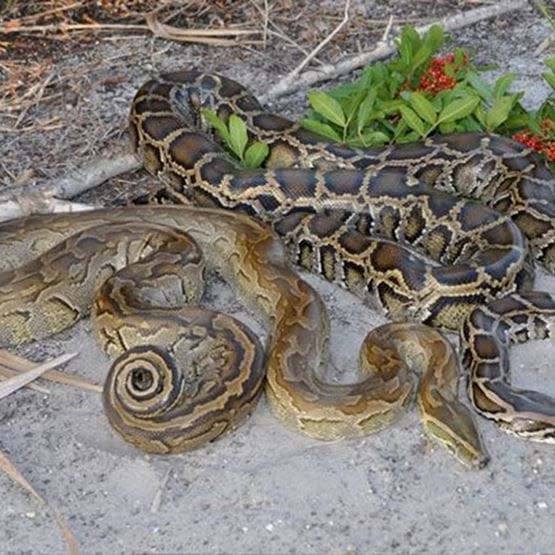 This image shows a North African python, left, and a Burmese python. Notice how the skin coloration of the Burmese is much more vivid.