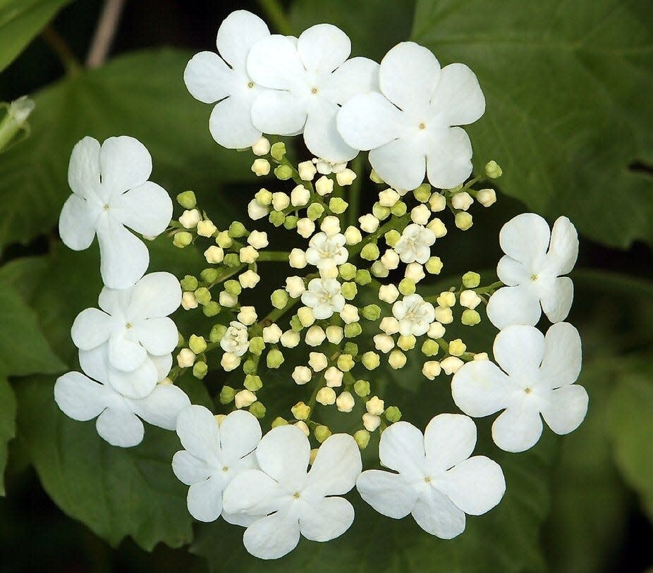 The American cranberry bush produces lacy white flowers in the spring and early summer.