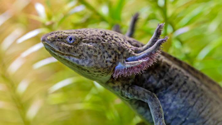 axolotl