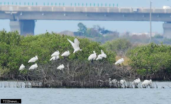 黑面琵鷺陸續抵台度冬，鳥友於七股頂山賞鳥亭對面鹽灘紅樹林發現今年首批黑琵身姿。（鳥友提供、記者李嘉祥翻攝）