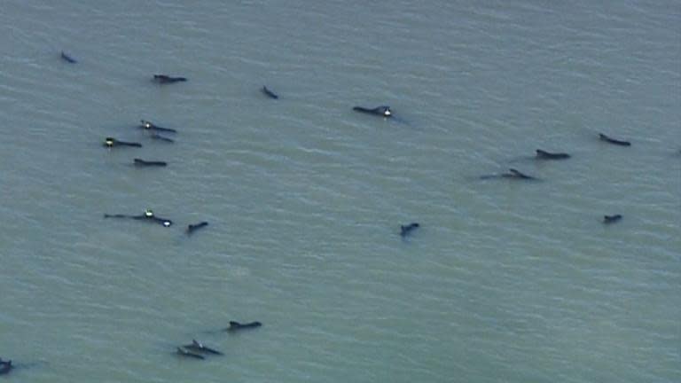 Dozens of pilot whales stranded along Florida coast