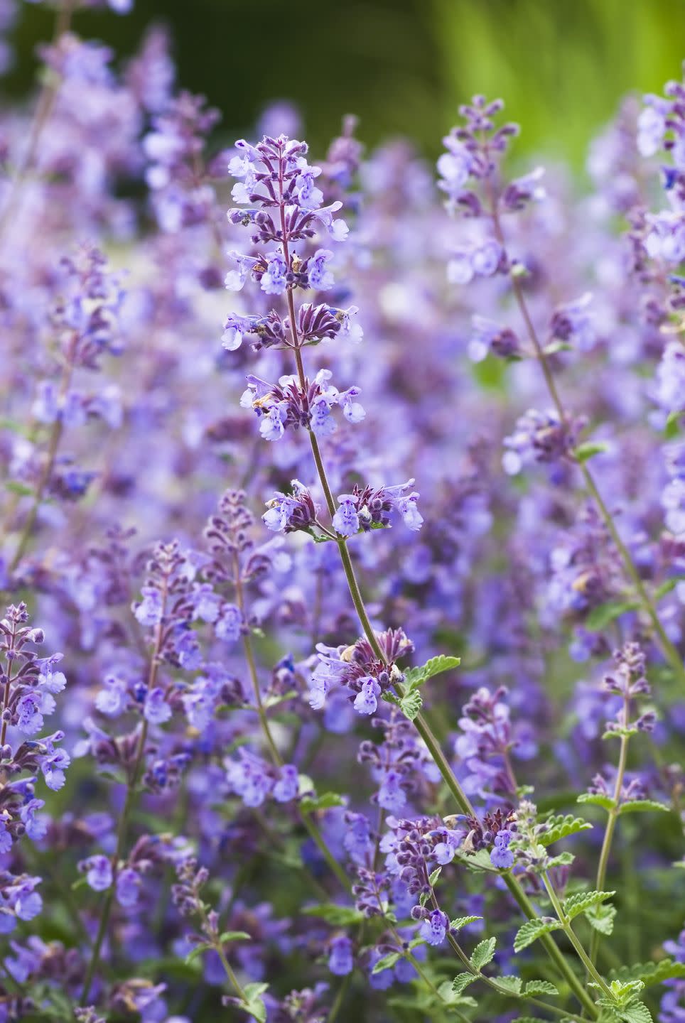 summer flowers like catmint