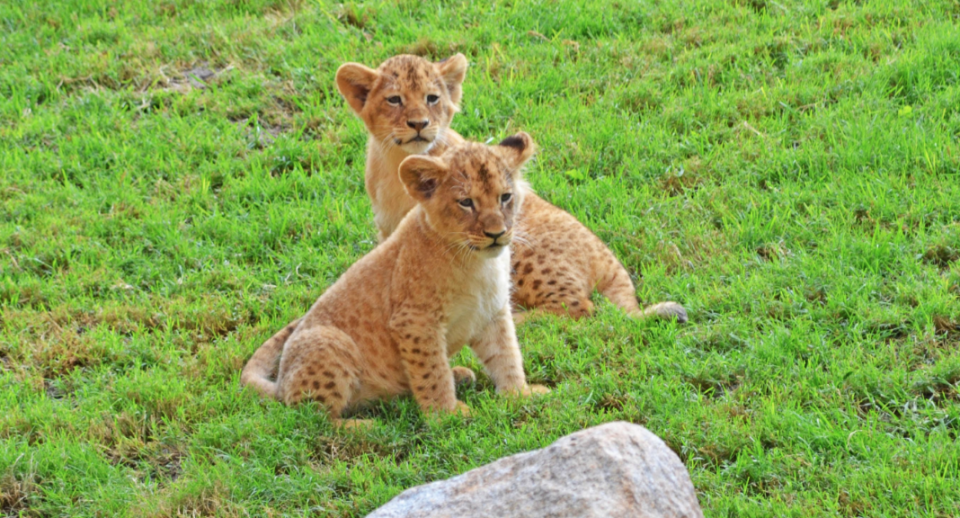 Dos cachorros de leones.