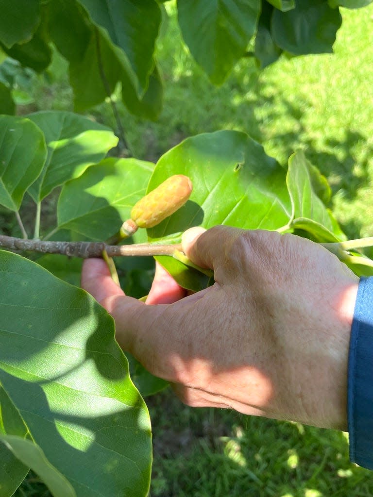 The native cucumbertree magnolia in the Magnolia Garden at the North Florida Research and Education Center in Quincy.