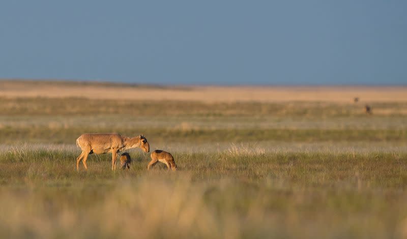 FILE PHOTO: A Saiga female cares for her two calves in an undated photograph in Kazakhstan