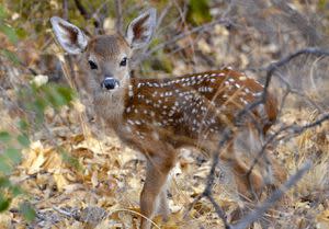 Leave Wild Animals Alone