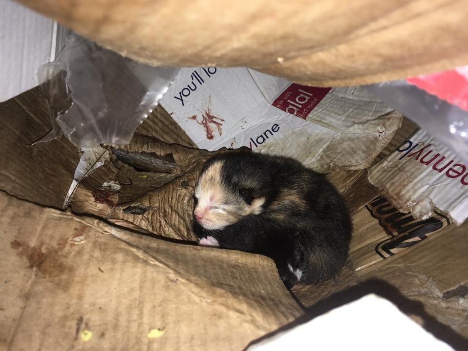 One of the three kittens was discovered dead near the freezing cold and wet box. (RSPCA)