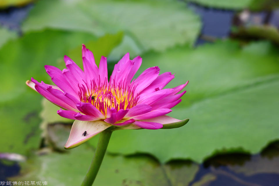 蓮緣香水蓮花園