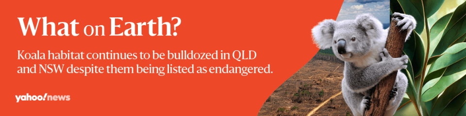 Reads 'What on Earth? Koala habitats continue to be bulldozed in QLD and NSW despite them being listed as endangered.' With an image of a koala in a tree. 