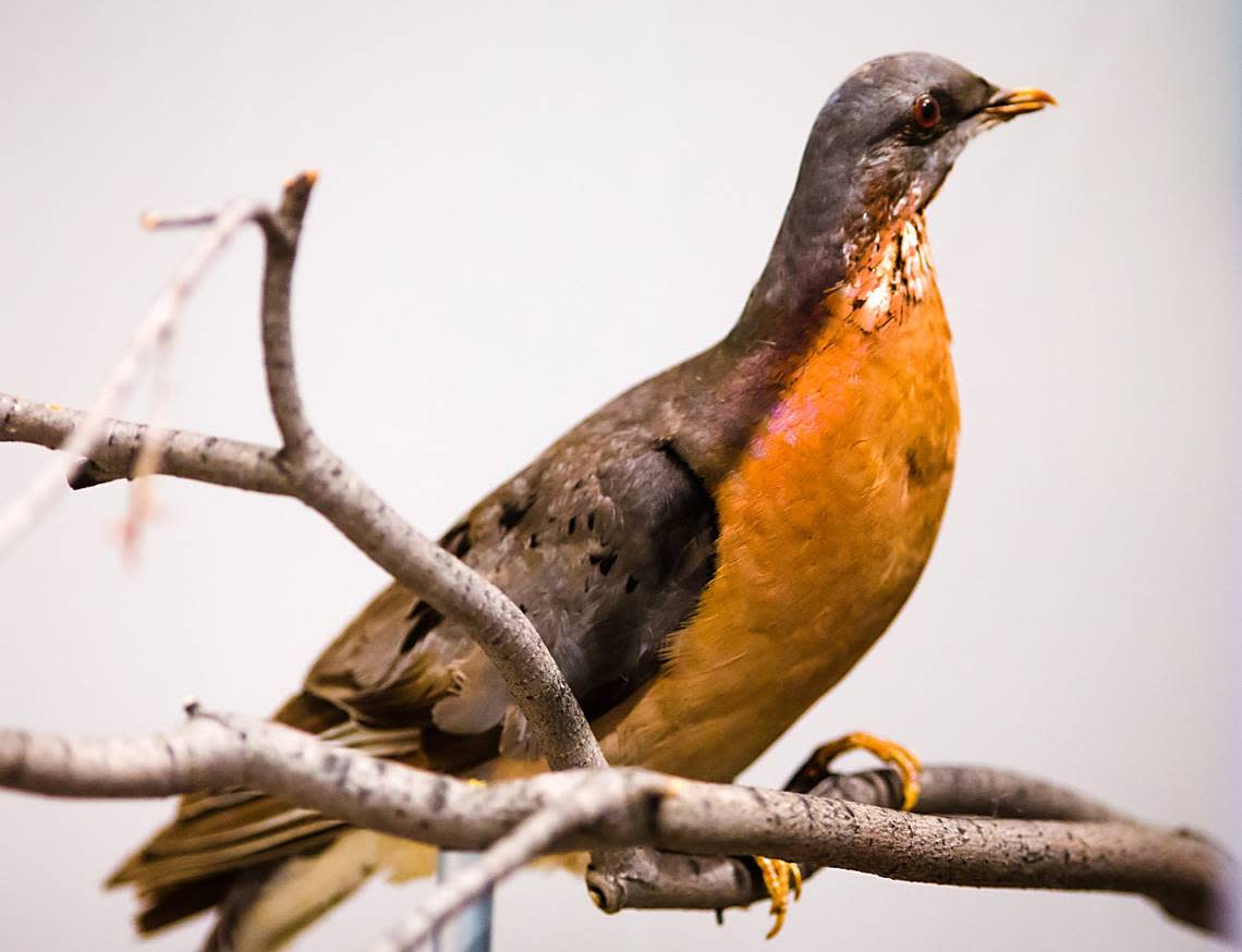 A passenger pigeon perches on mount at the N.C. Museum of Natural Sciences in Raleigh.