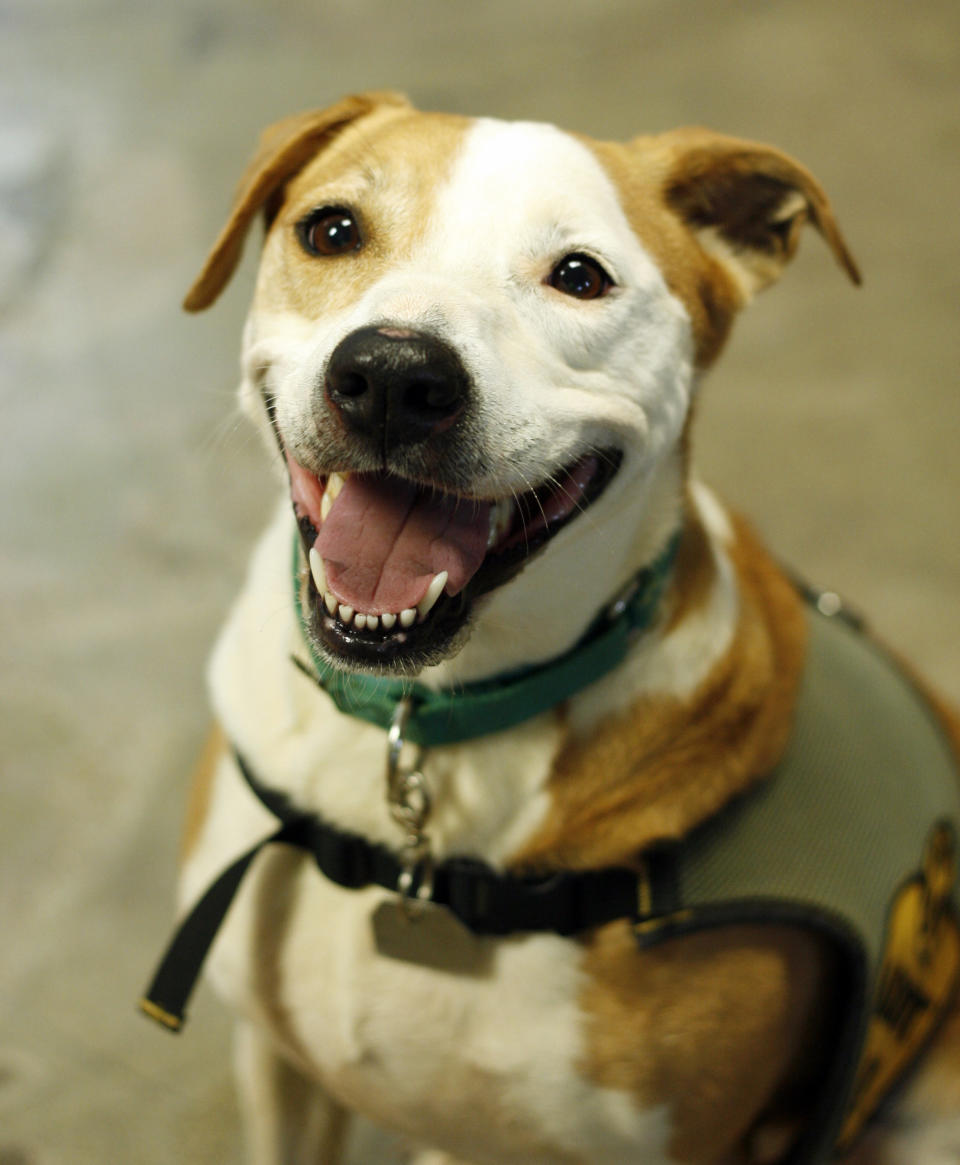Summer is a sweet and friendly girl who is happy to romp and play, join you for walks, and then curl up on a cozy bed and snooze for the rest of the day.   Find out more from the <a href="https://www.facebook.com/kauaihumanesociety?fref=ts" target="_blank">Kauai Humane Society</a> in Hawaii.