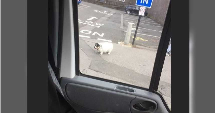 一名男子看到路邊有一隻胖胖的小狗，特地停下拍照，卻被誤會為偷狗賊。（圖／翻攝自Jack Bainbridge臉書）