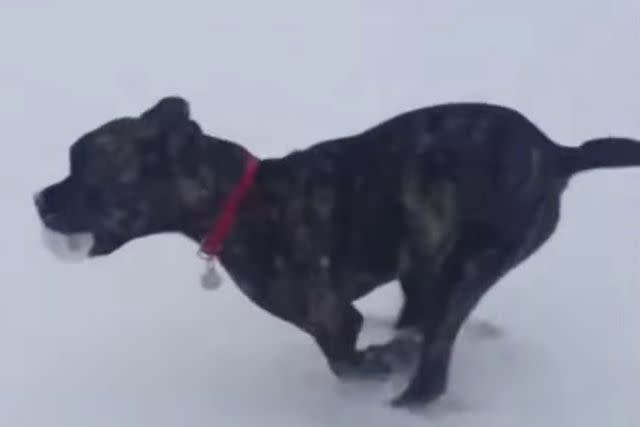 <p>The Daily Show/Youtube</p> A snapshot of Dipper playing in the snow that the host shared.
