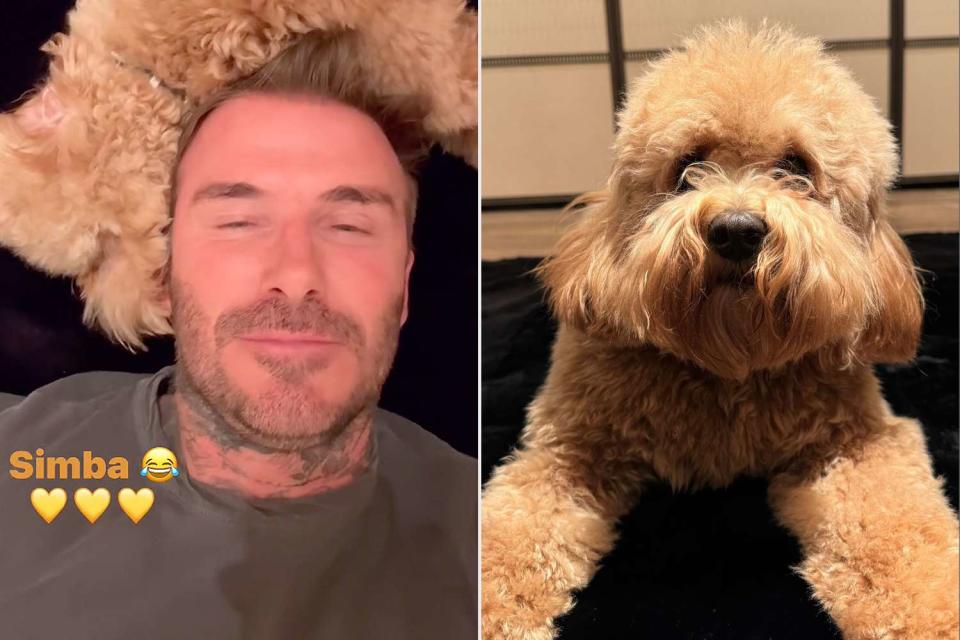 <p>David Beckham/Instagram</p> David Beckham cuddles up to his dog Simba in cute Instagram videos.