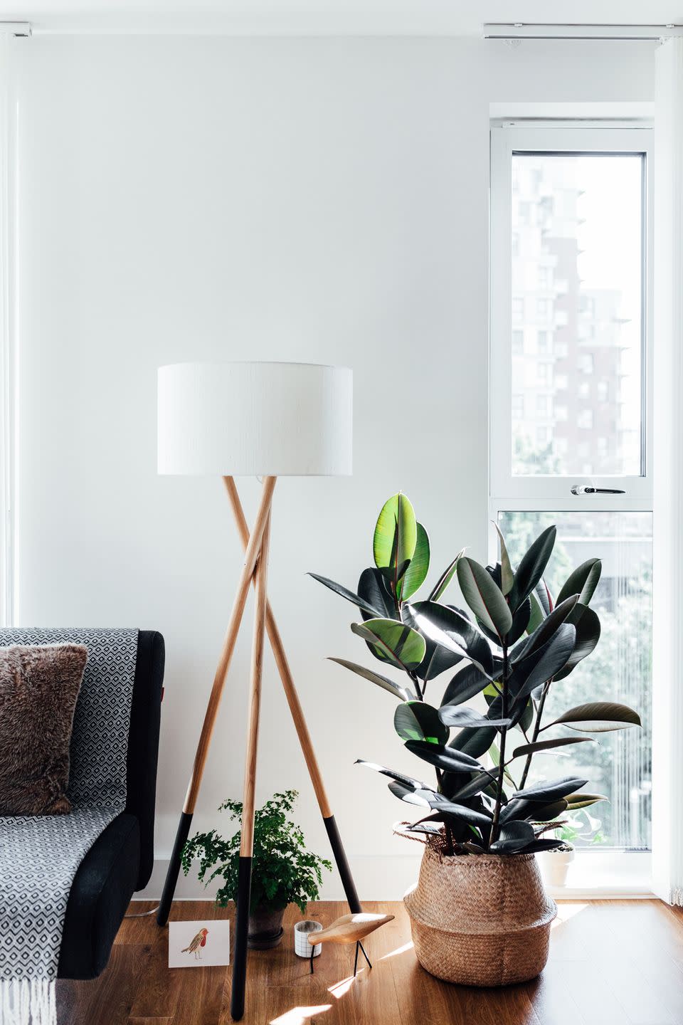 indoor trees, rubber plant on the floor indoors