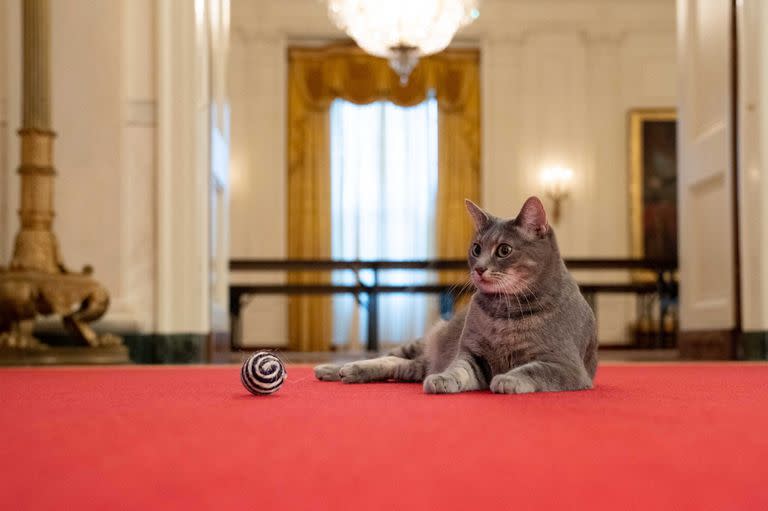 Willow, en la Casa Blanca (Photo by The White House / AFP) /