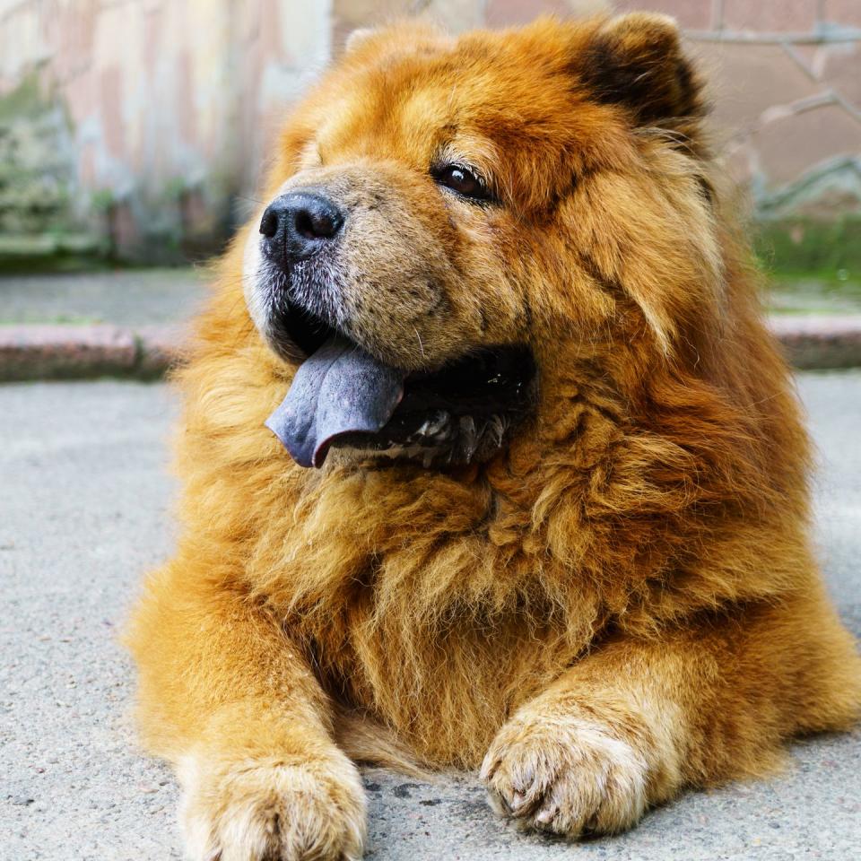 Chow Chow