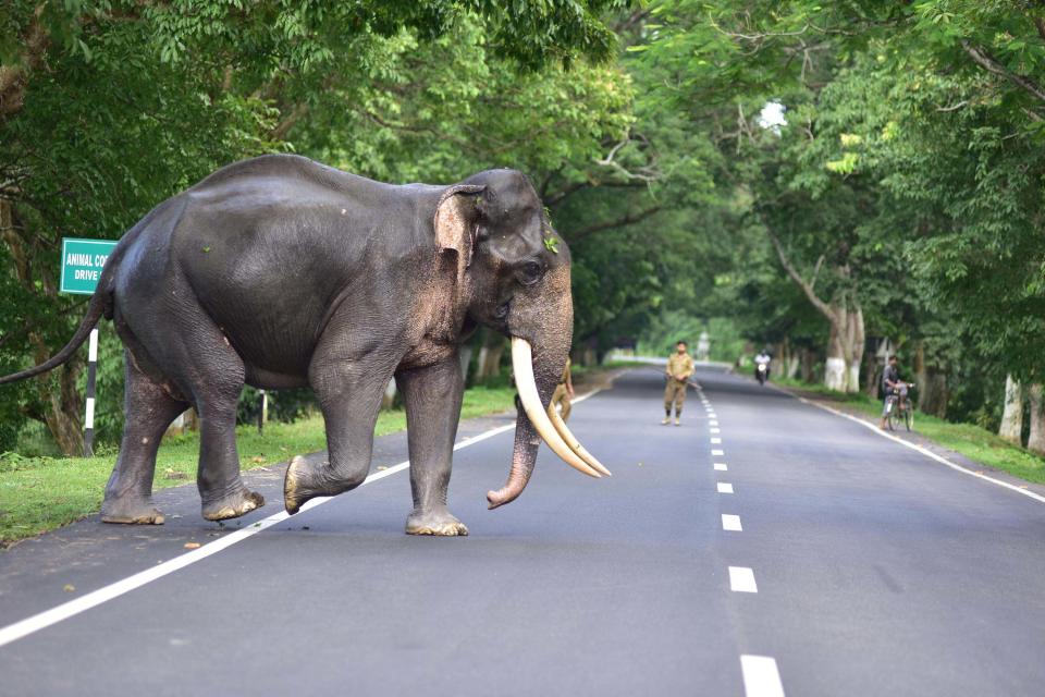 A wild elephants cross a road that passes through the flooded Kaziranga National Park in the northeastern state of Assam. (Photo credit should read Anuwar Ali Hazarika/Barcroft Media via Getty Images)