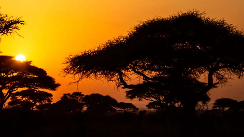 On July 2, Kenya's president ended an almost six-year moratorium on logging in the country's public and community forests. 