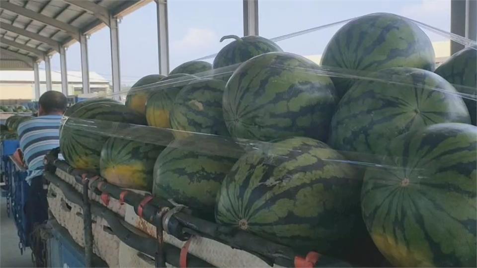 雲林濁水溪西瓜盛產　少雨果實小、甜度高