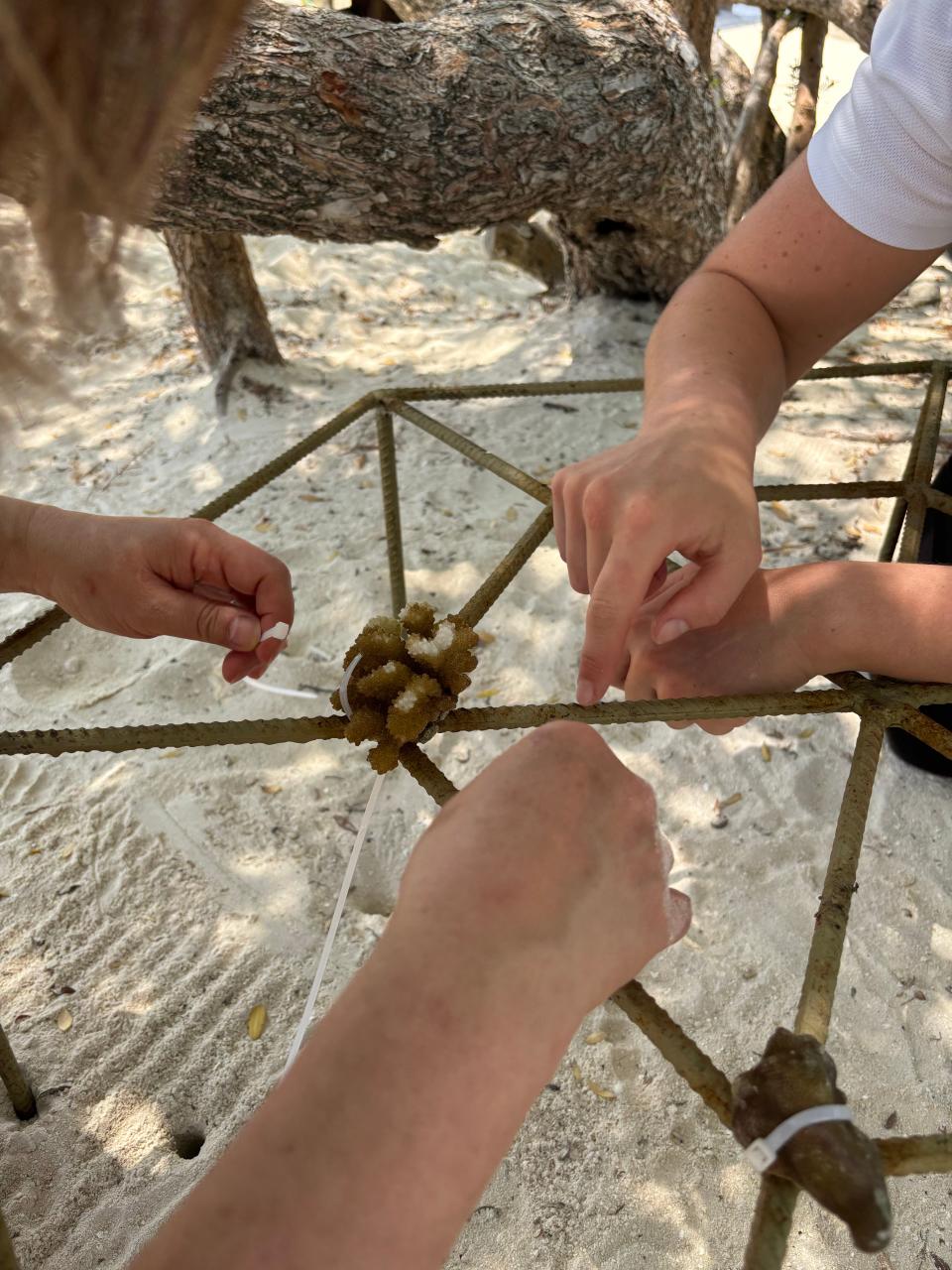 We attached the coral fragments to a metal frame with zipties.