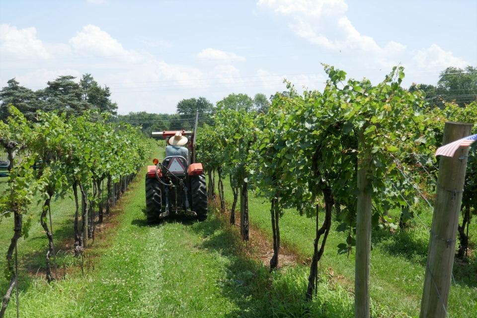 Buckingham Vineyard Foreman Mark Hart trims back grape vines to help the vines air out from the heavy rainstorms of the past few weeks.