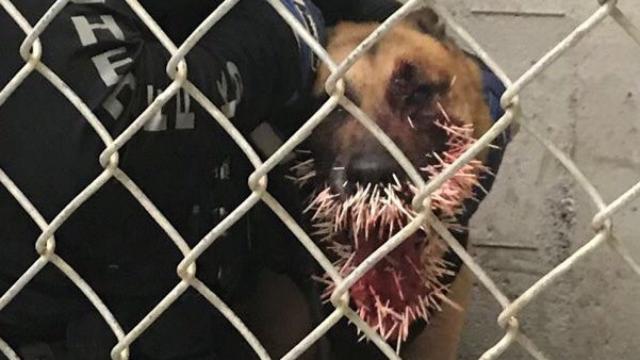 Police K-9 dog struck by 200 porcupine quills during pursuit in Coos County