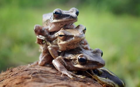 Dordogne couple Michel and Annie Pecheras have four months to drain their pond and remove noisy frogs, court rules - Credit: Frenki Jung/Solent News &amp; Photo Agency /Solent News &amp; Photo Agency&nbsp;