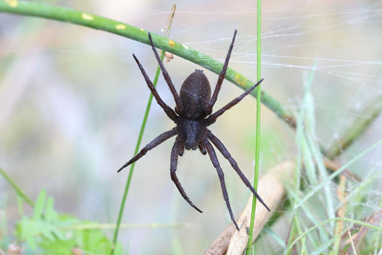 Great raft spider, Dolomedes plantarius, also called  fen raft spider, huge semiaquatic spider from Finland