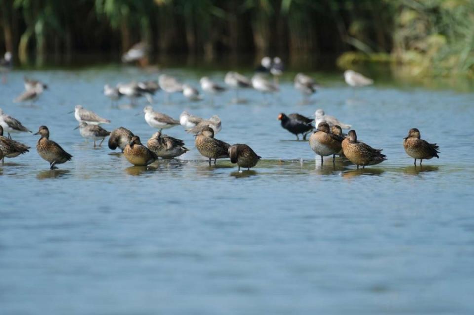 優質水域生態棲地候鳥遷徙秘境。(記者曾芳蘭攝)