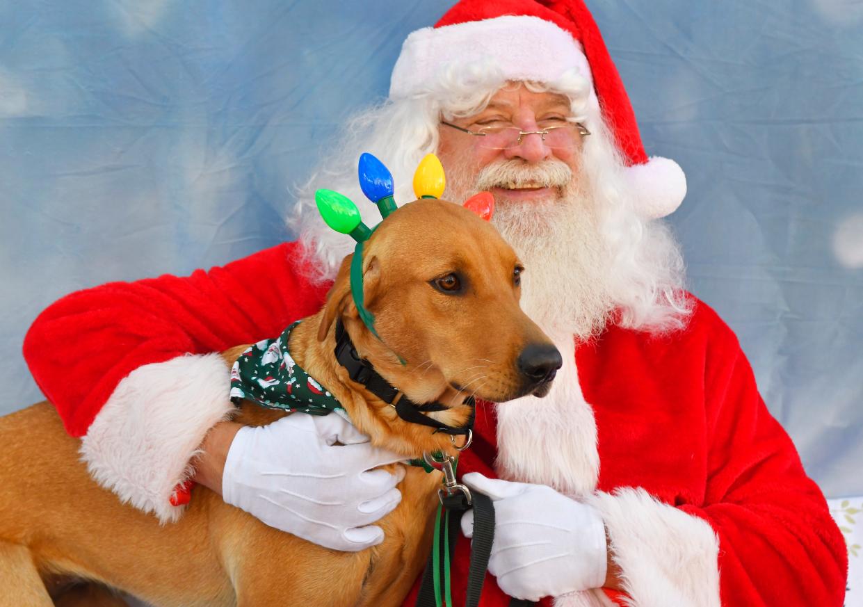 Bring your pupper to MadTree Brewing on Saturday for photos with Santa. The event benefits League for Animal Welfare.