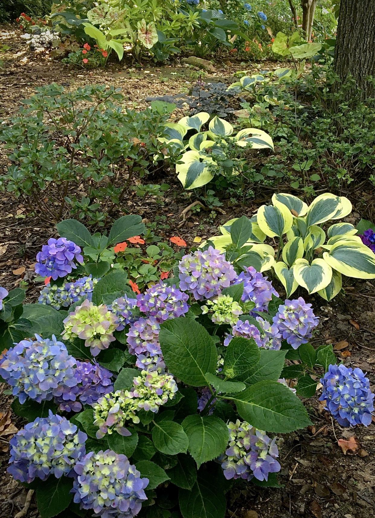 Morning light in ‘The Garden Guy’s’ landscape shows Let’s Dance Sky View with a lot of blossoms and an array of colors, including Shadowland Autumn Frost hosta foliage.