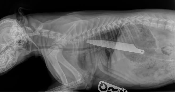 The X-ray quite clearly shows the huge knife inside the tiny pup