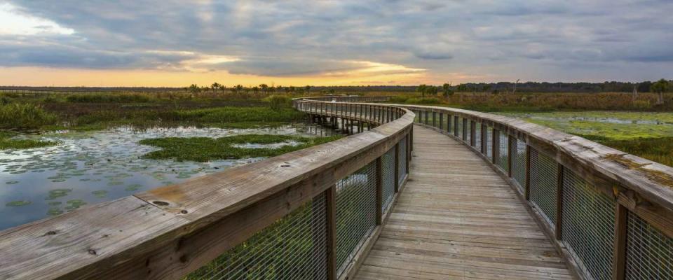 Boardwalk winding through a wetland in Gainesville, Florida