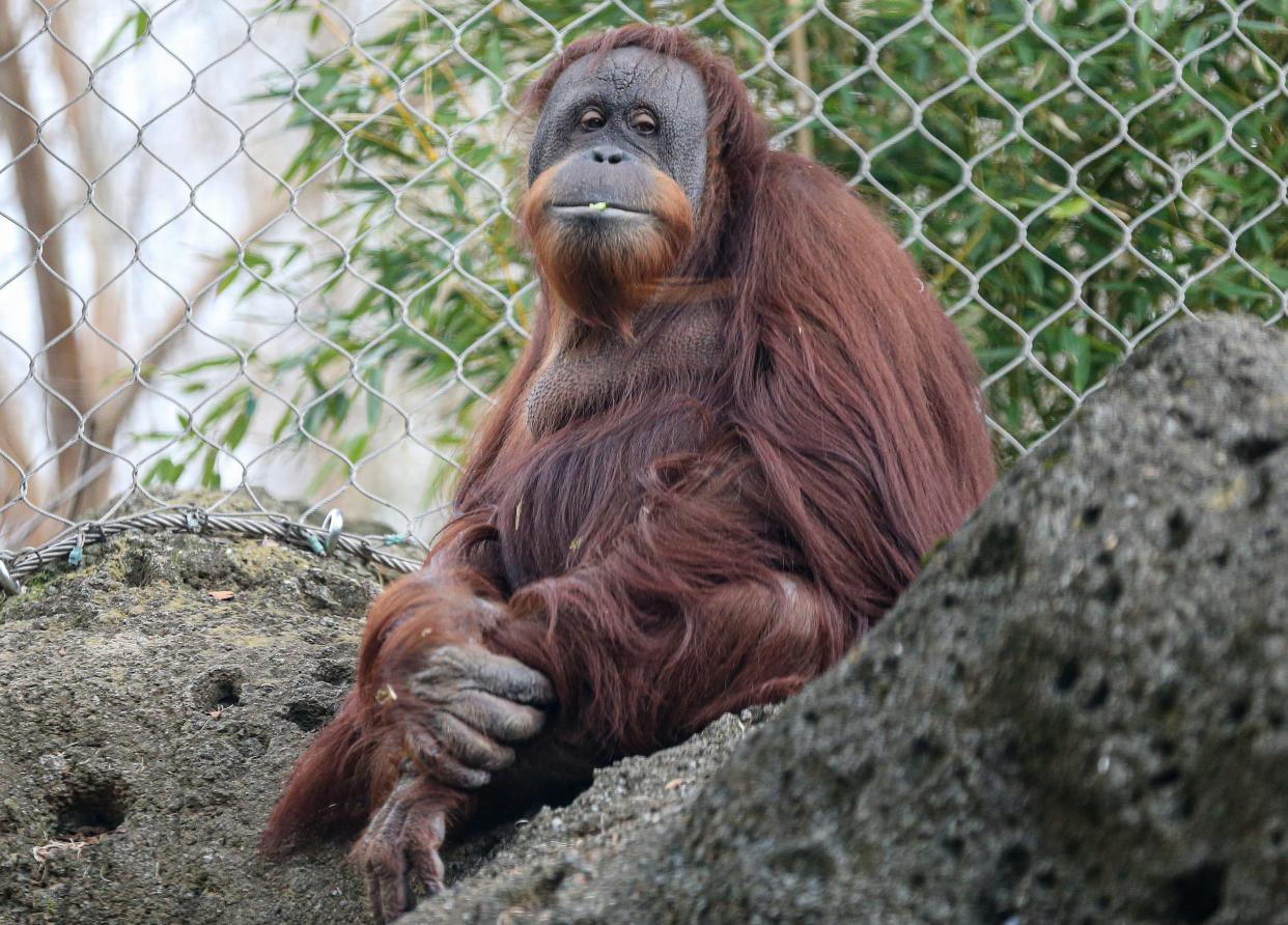 Bella, an orangutan at the Louisville Zoo.
