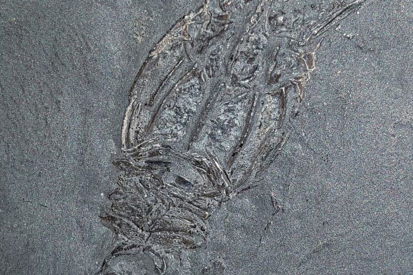 Photo of a 333 million year old fossil of Tealliocaris weegie, a type of shrimp that died out hundreds of millions of years ago