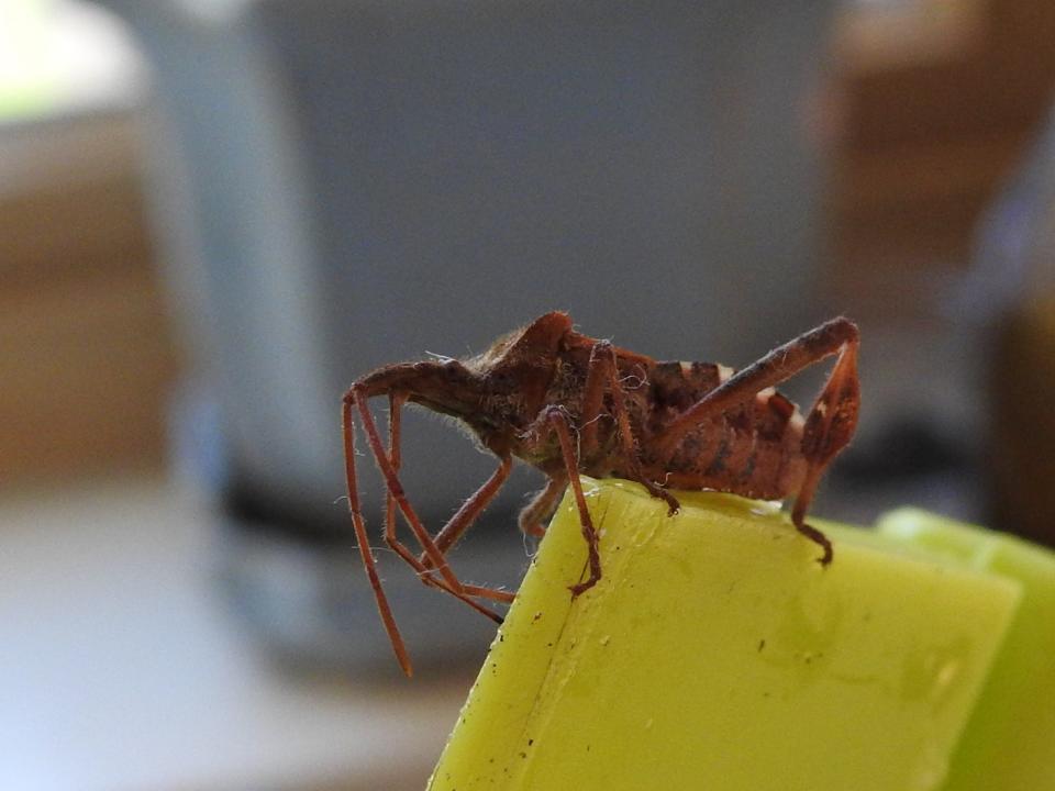 A Western conifer seed bug is a stinky commonly found in homes.