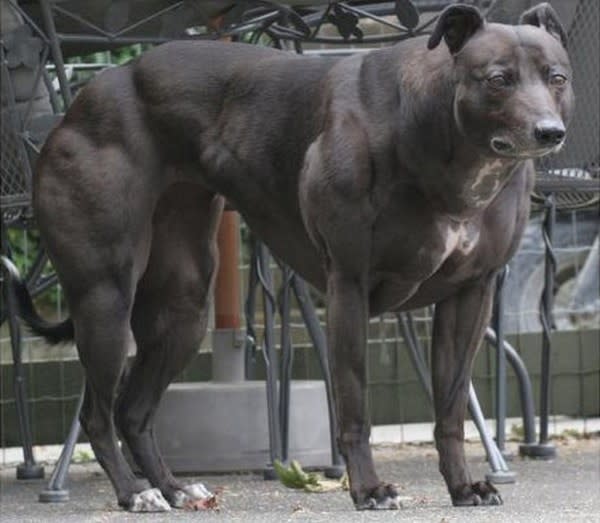 biggest muscles on a dog