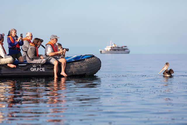 <p>Courtesy of Quasar Expeditions</p> Viewing wildlife up close on one of the Grace’s two Zodiacs.